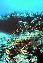 Diver enjoying beautiful reef. by Mike Clark 